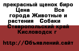 прекрасный щенок биро › Цена ­ 20 000 - Все города Животные и растения » Собаки   . Ставропольский край,Кисловодск г.